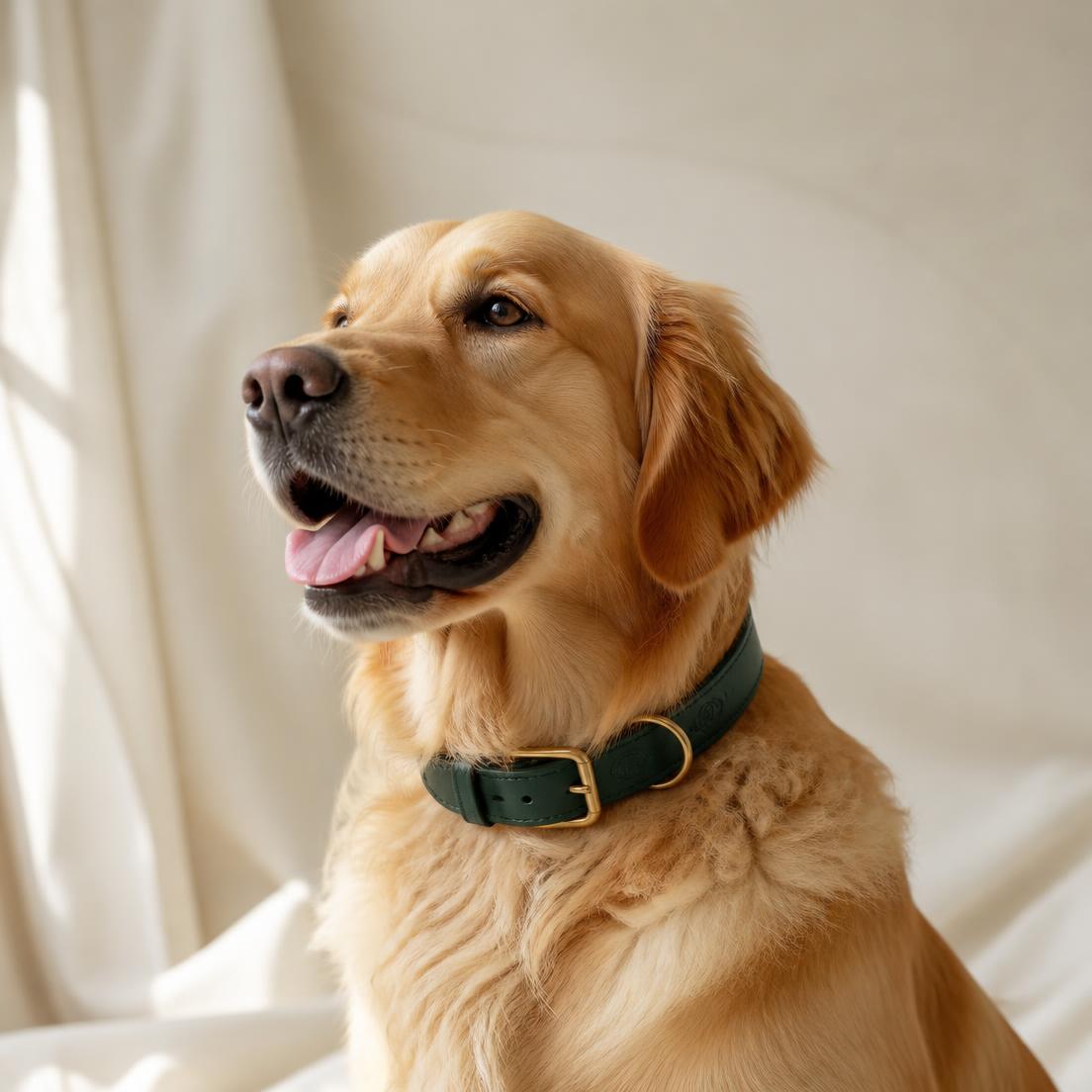 Golden retriever wearing the Heritage leather collar